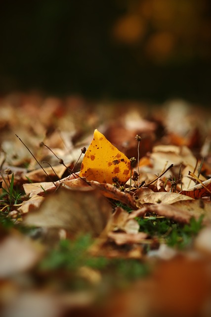 前锋输送威 前锋输送威