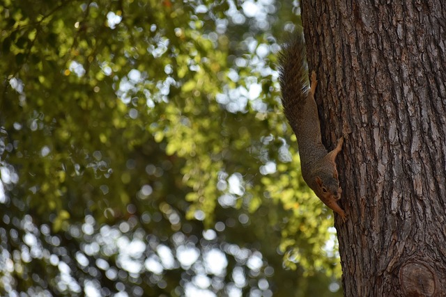 示出他们对 示出他们对